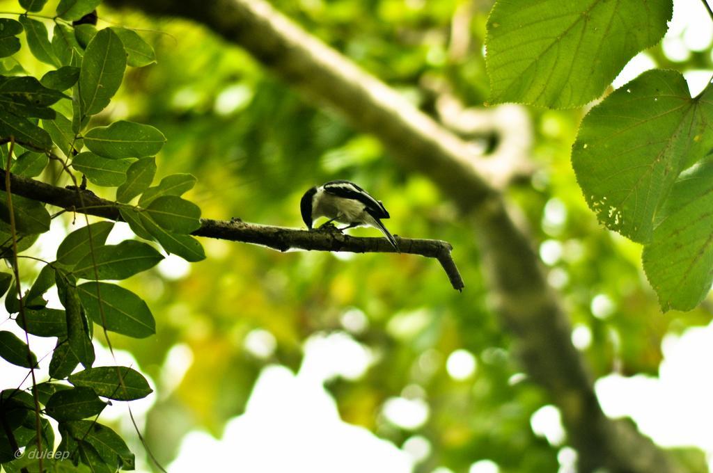 Amaranta Classic Retreat Bambaragaleyaya エクステリア 写真