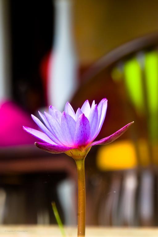 Amaranta Classic Retreat Bambaragaleyaya エクステリア 写真