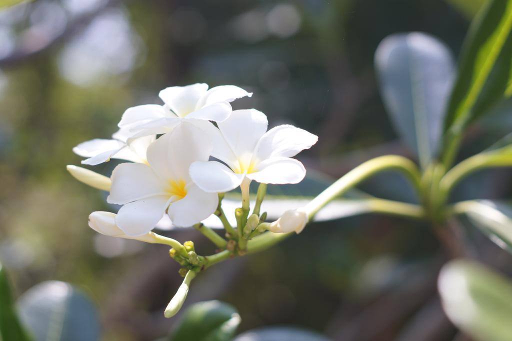 Amaranta Classic Retreat Bambaragaleyaya エクステリア 写真